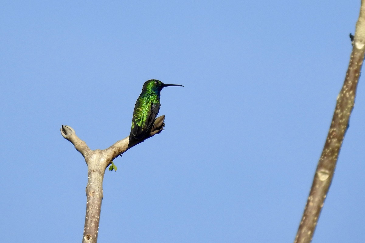 Black-throated Mango - ML646547363