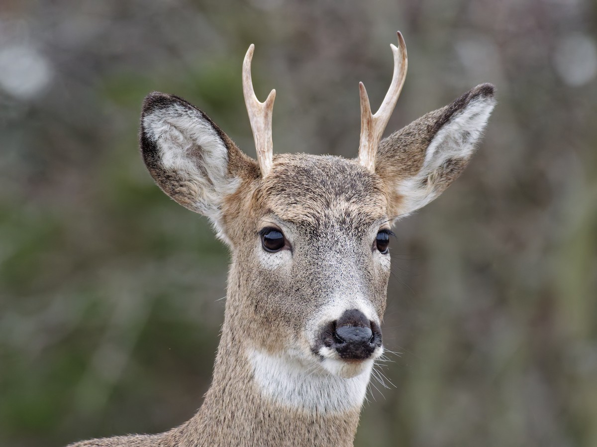 White-tailed Deer - ML646547364
