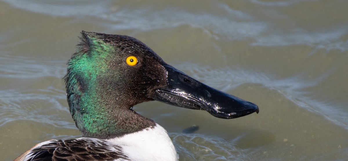 Cuchara Común - ML646547366