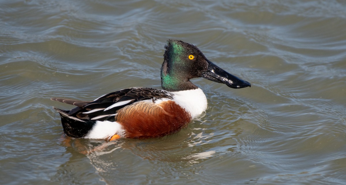 Cuchara Común - ML646547367