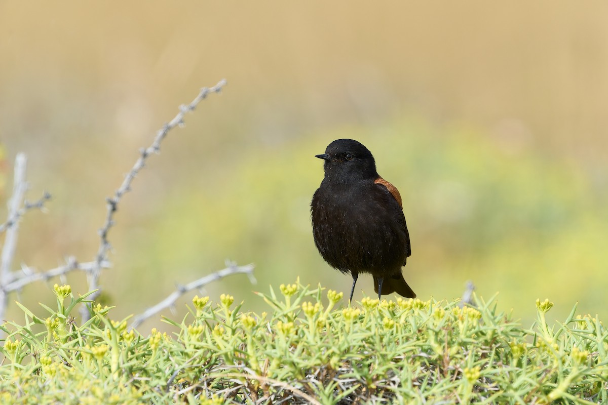 セアカタイランチョウ - ML646547369