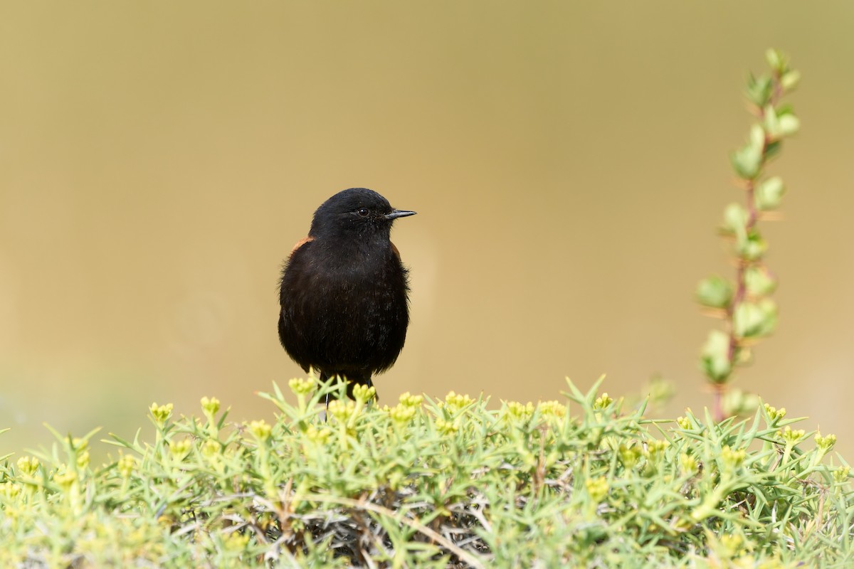 セアカタイランチョウ - ML646547370