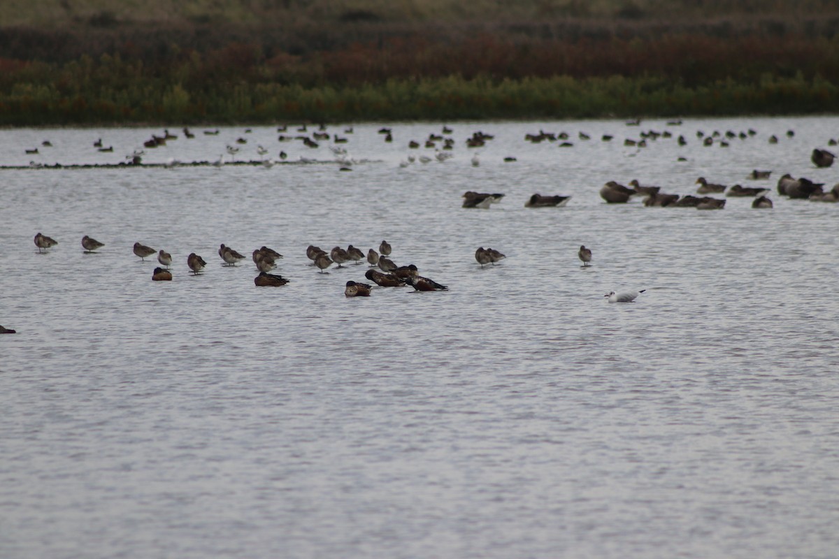 Northern Shoveler - ML646547372