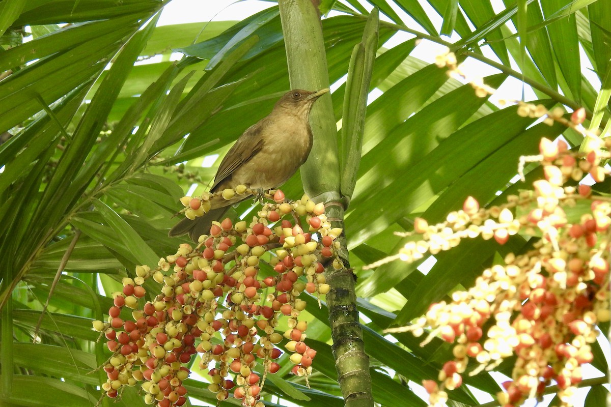 Clay-colored Thrush - ML646547373