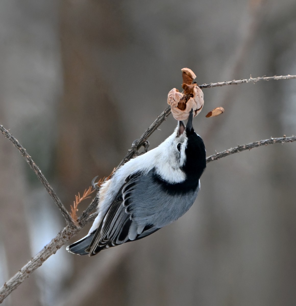 Beyaz Göğüslü Sıvacı - ML646547375