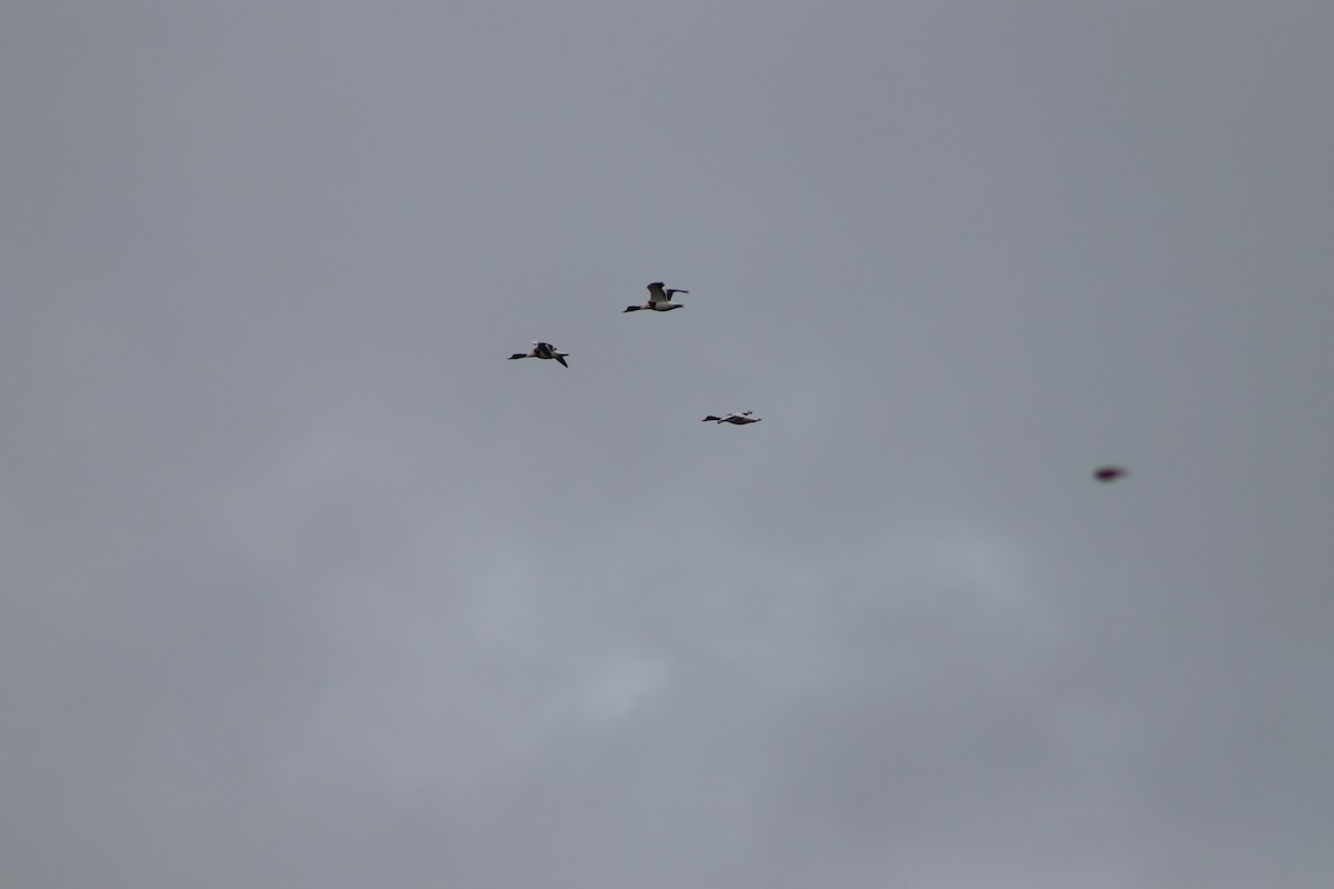 Common Shelduck - ML646547380
