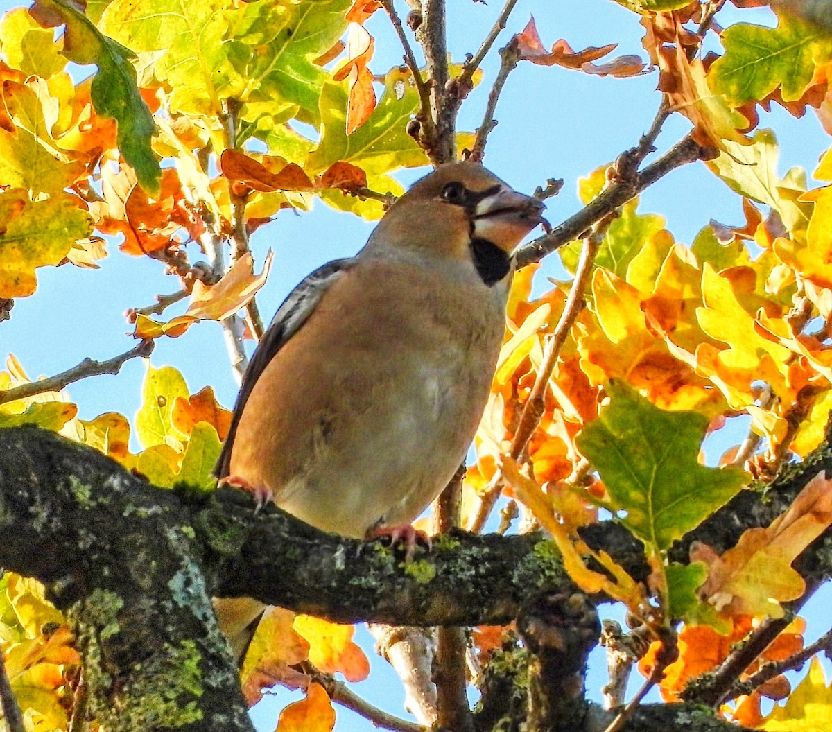 Hawfinch - ML646547382