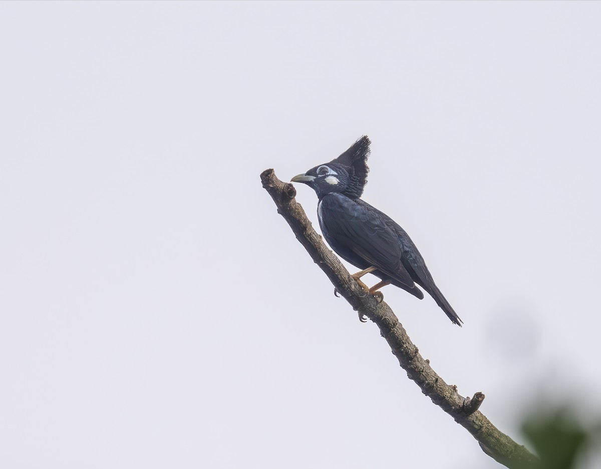 Seram Çiğdecisi - ML646547383