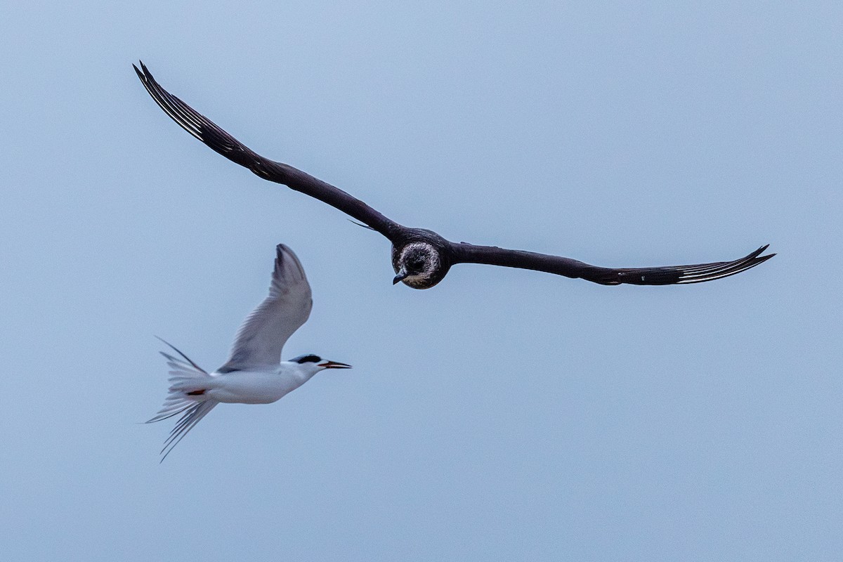 Крячок неоарктичний - ML646547385