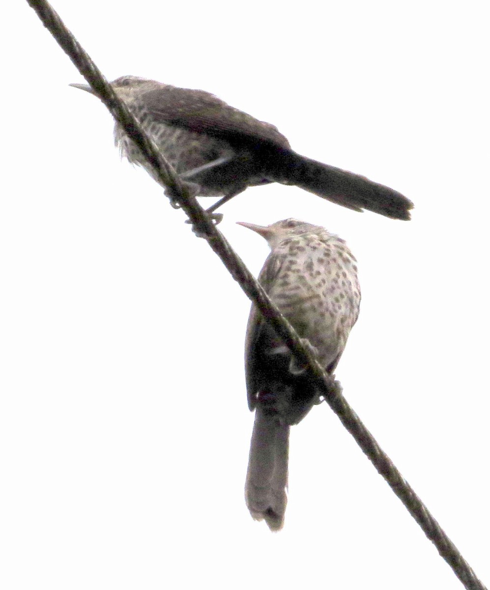 trostesmett - ML646547397