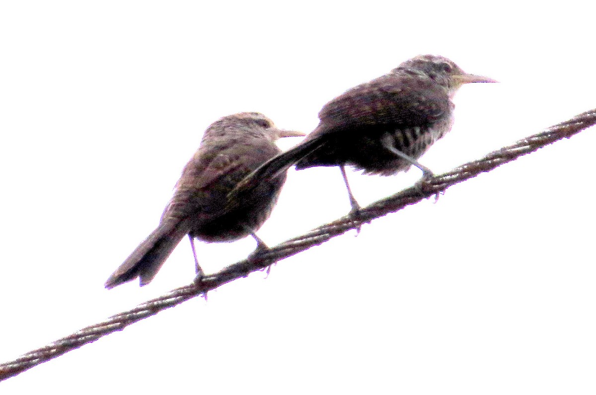 trostesmett - ML646547398