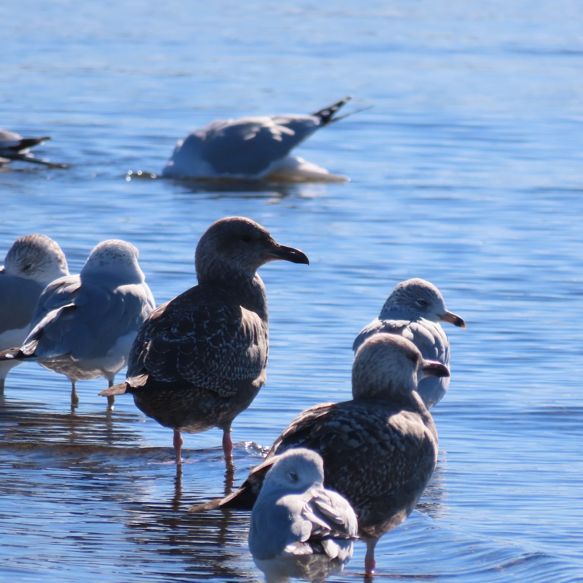 アメリカセグロカモメ - ML646547400