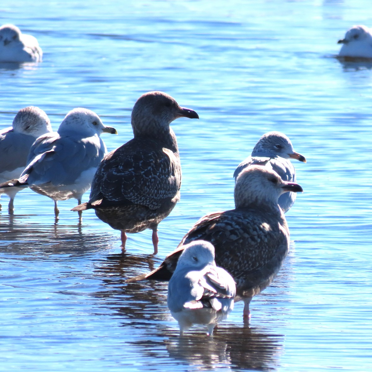 アメリカセグロカモメ - ML646547401