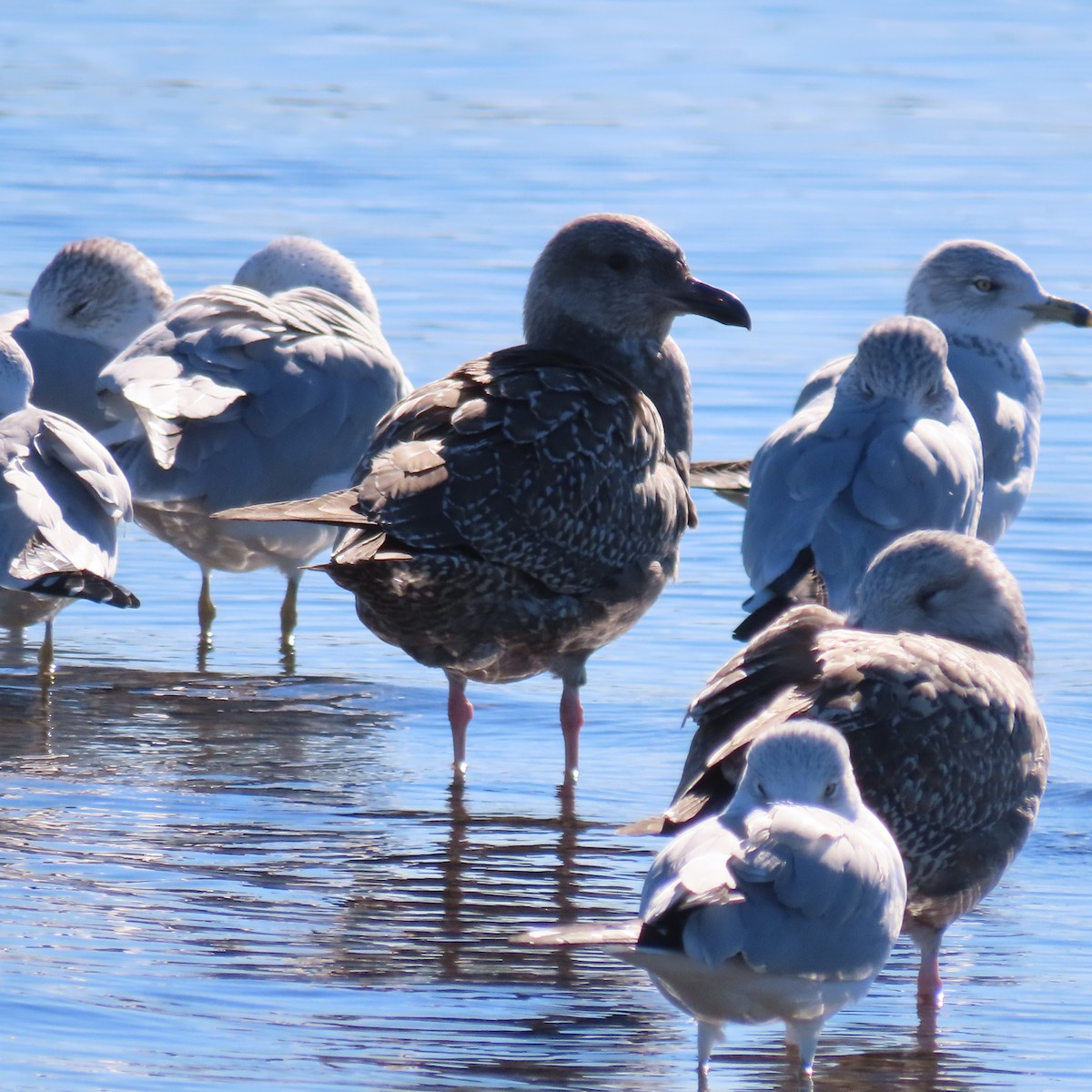 アメリカセグロカモメ - ML646547402