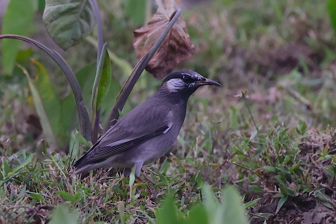 White-cheeked Starling - ML646547403