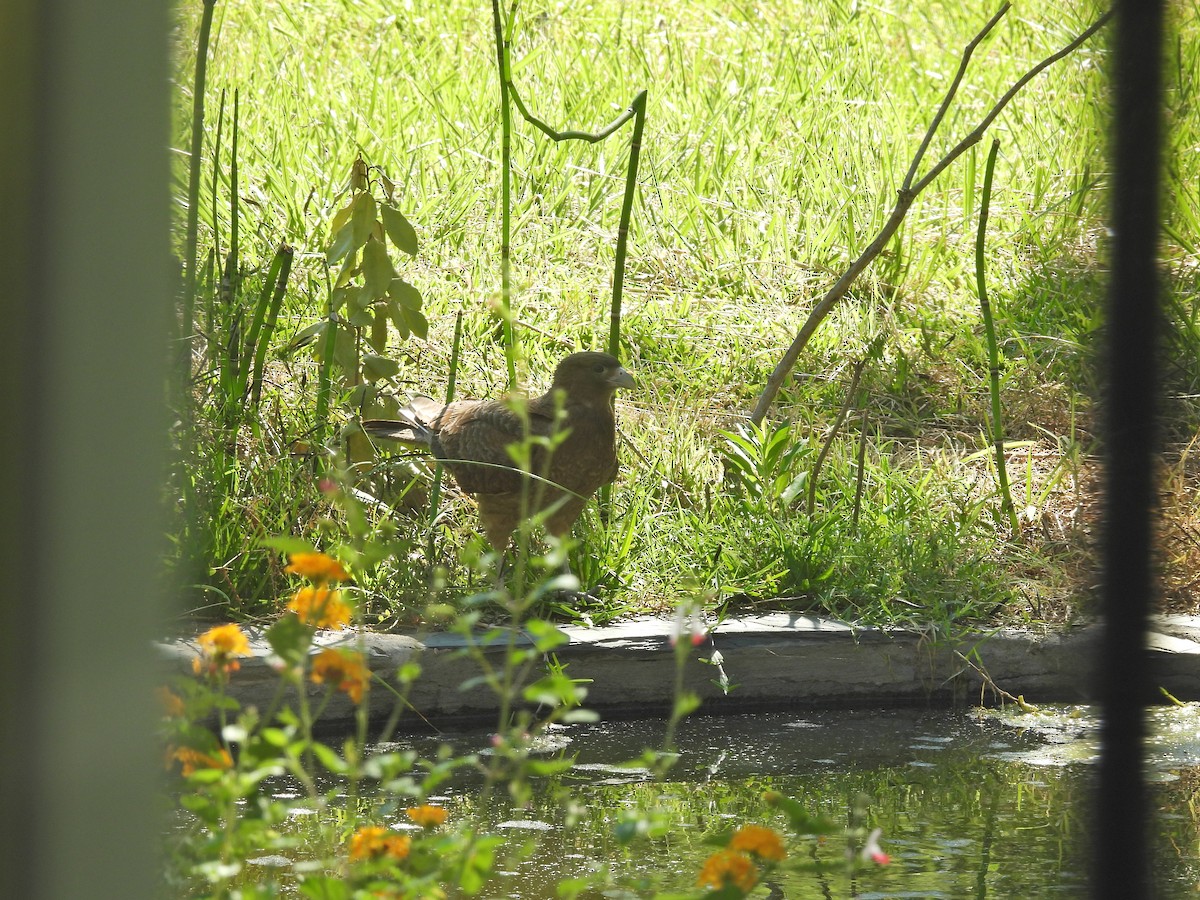 チマンゴカラカラ - ML646547406