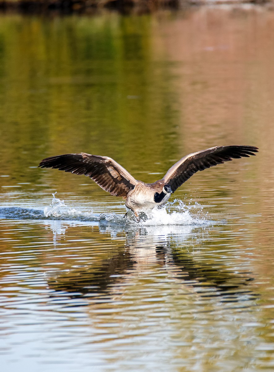 Canada Goose - ML646547407