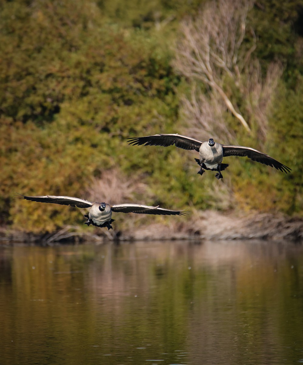 Canada Goose - ML646547408