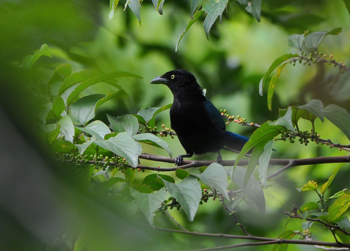 Bushy-crested Jay - ML646547409