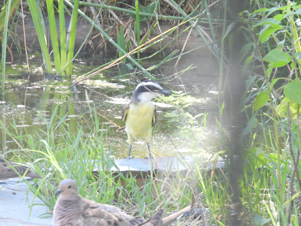 キバラオオタイランチョウ - ML646547410