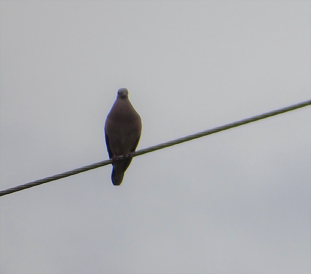 Eared Dove - ML646547414