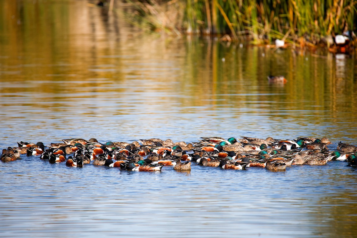 Northern Shoveler - ML646547415