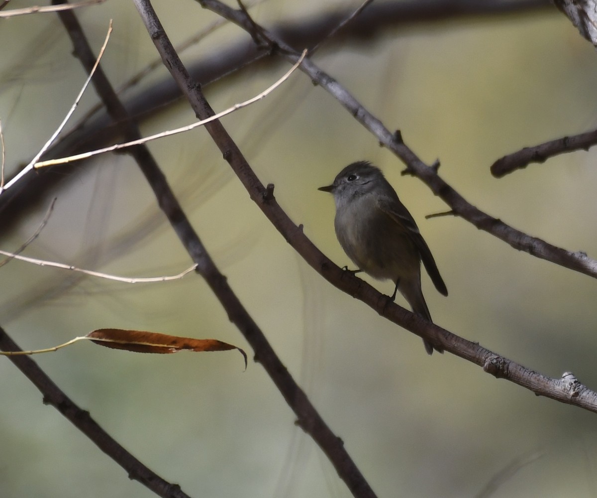 Hammond's Flycatcher - ML646547418