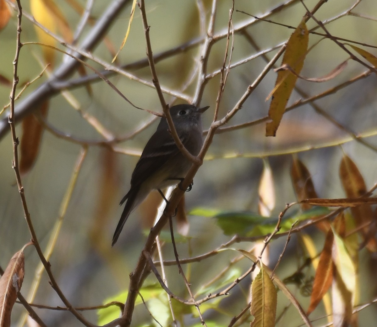 Hammond's Flycatcher - ML646547419