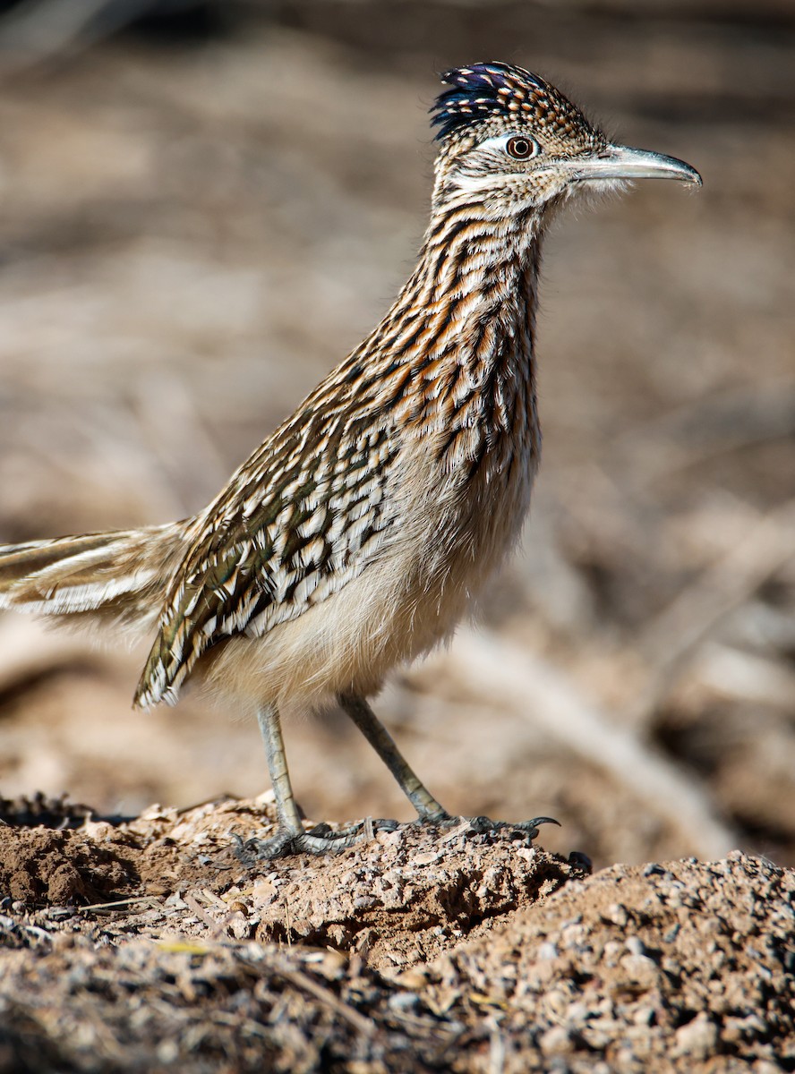Greater Roadrunner - ML646547424