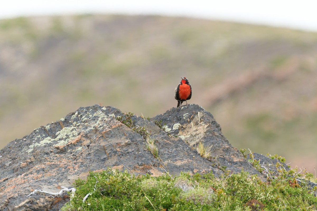 オナガマキバドリ - ML646547431