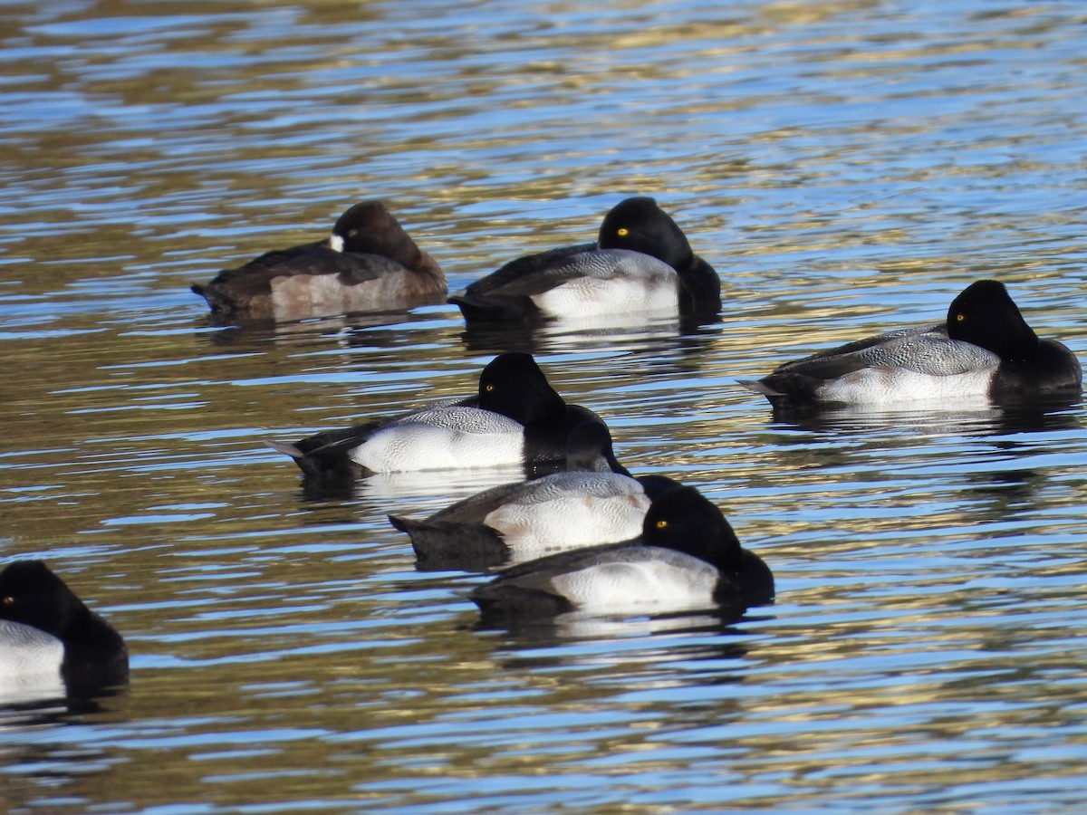 Lesser Scaup - ML646547432