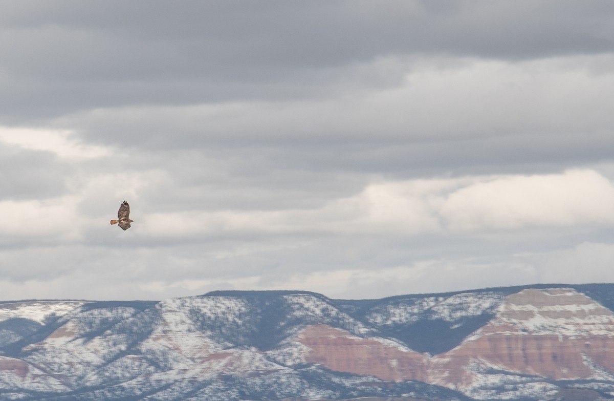 Red-tailed Hawk - ML646547435