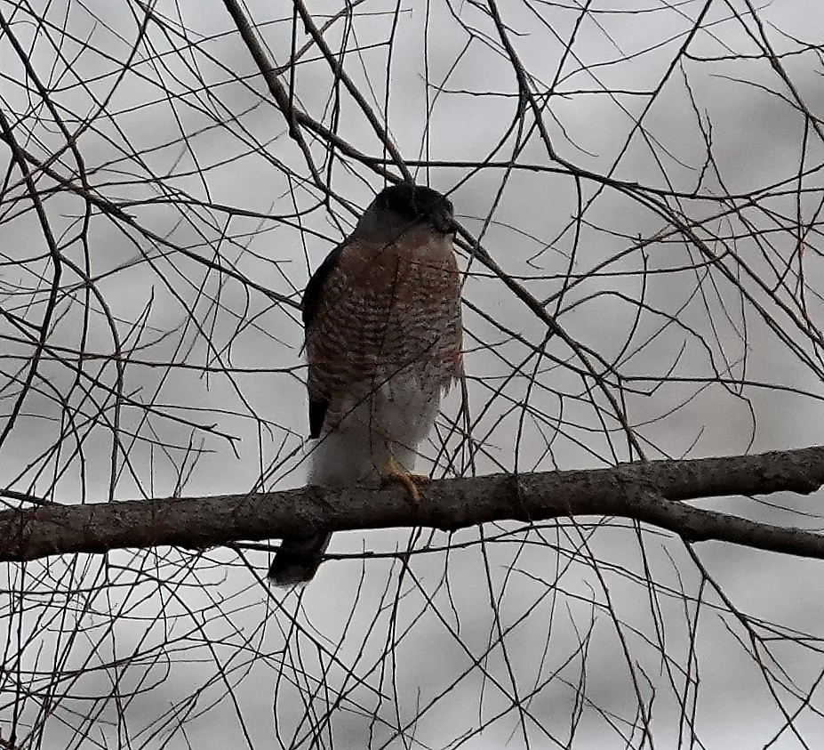 Cooper's Hawk - ML646547436