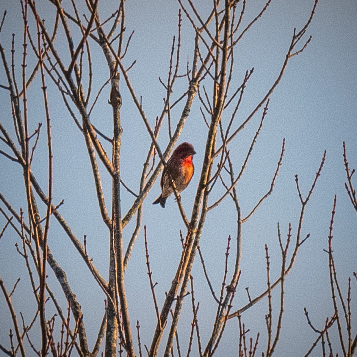 Amerika Çütresi - ML646547437