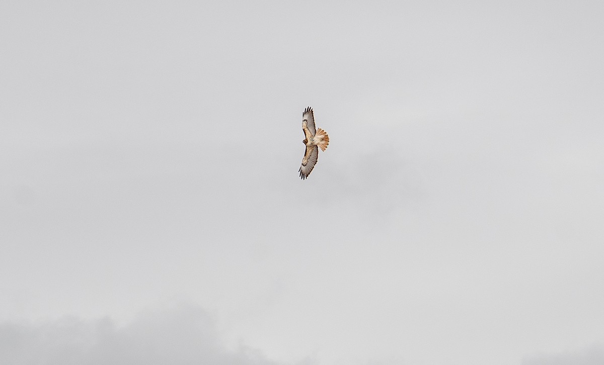 Red-tailed Hawk - ML646547438