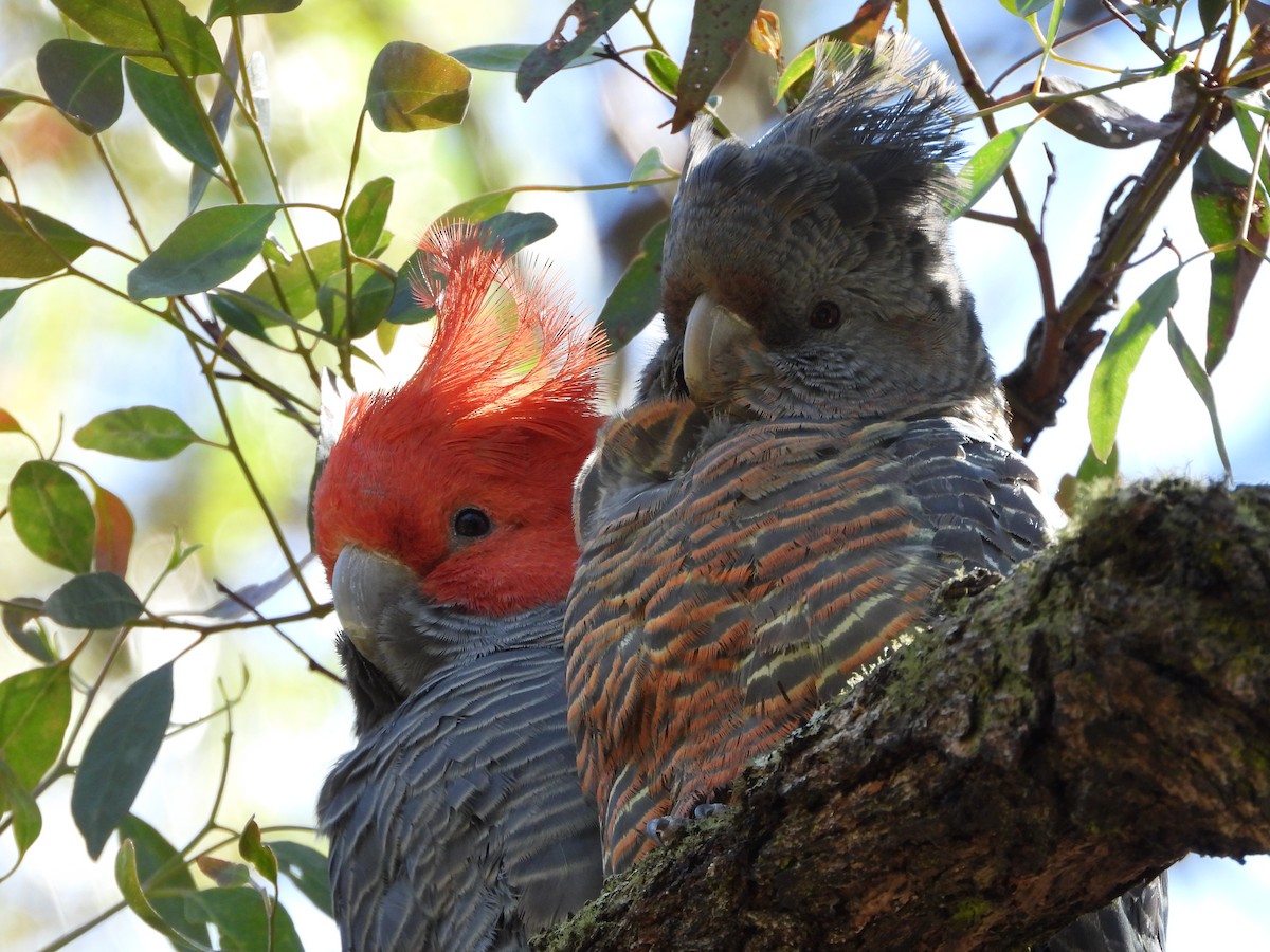 kakadu přílbový - ML646547439