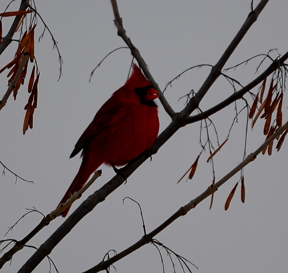 Northern Cardinal - ML646547440