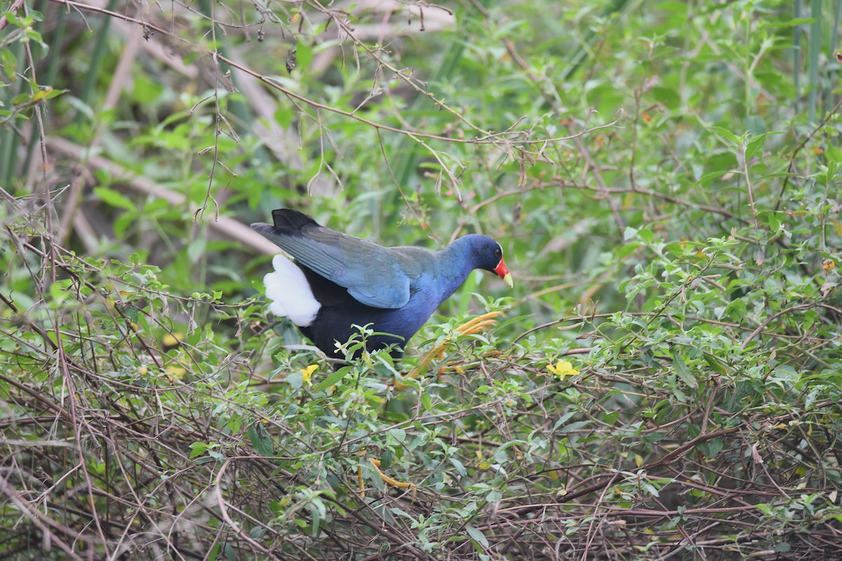 Calamoncillo Americano - ML646547441