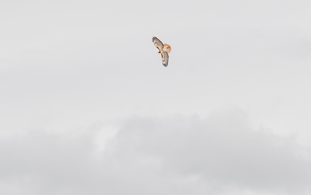Red-tailed Hawk - ML646547442