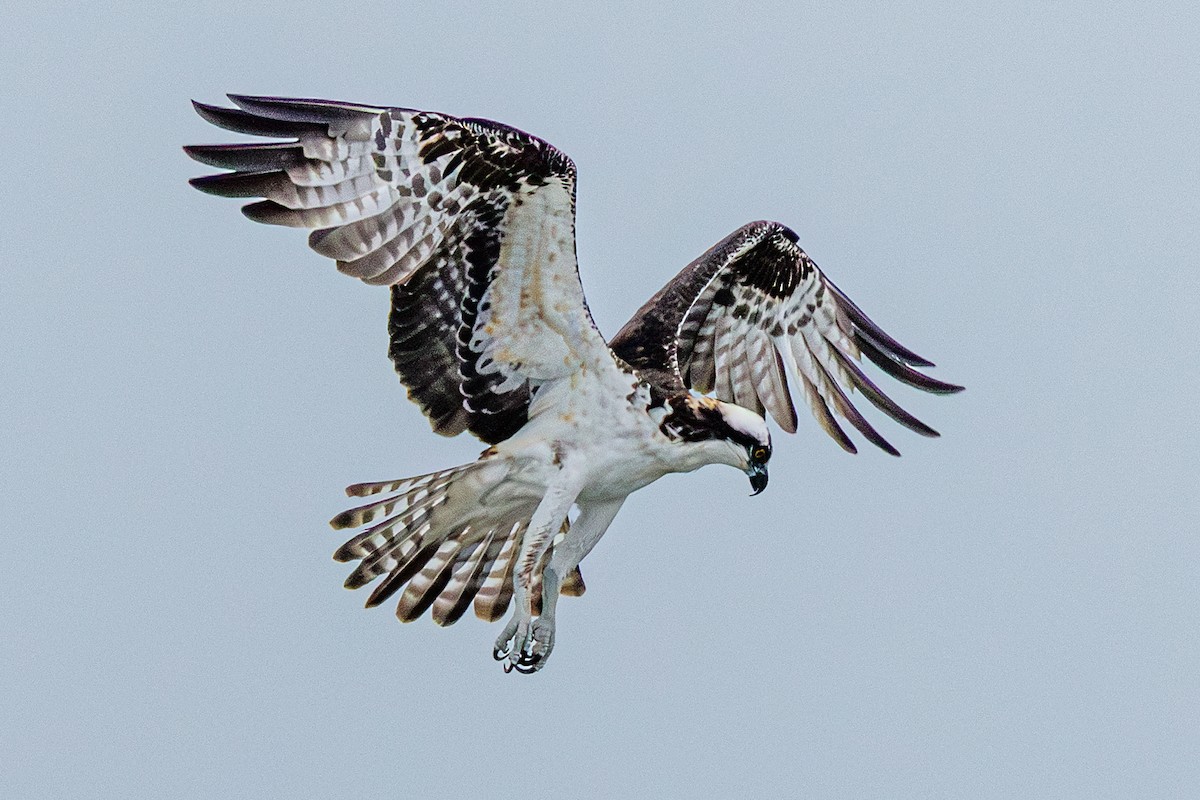 Скопа західна - ML646547448