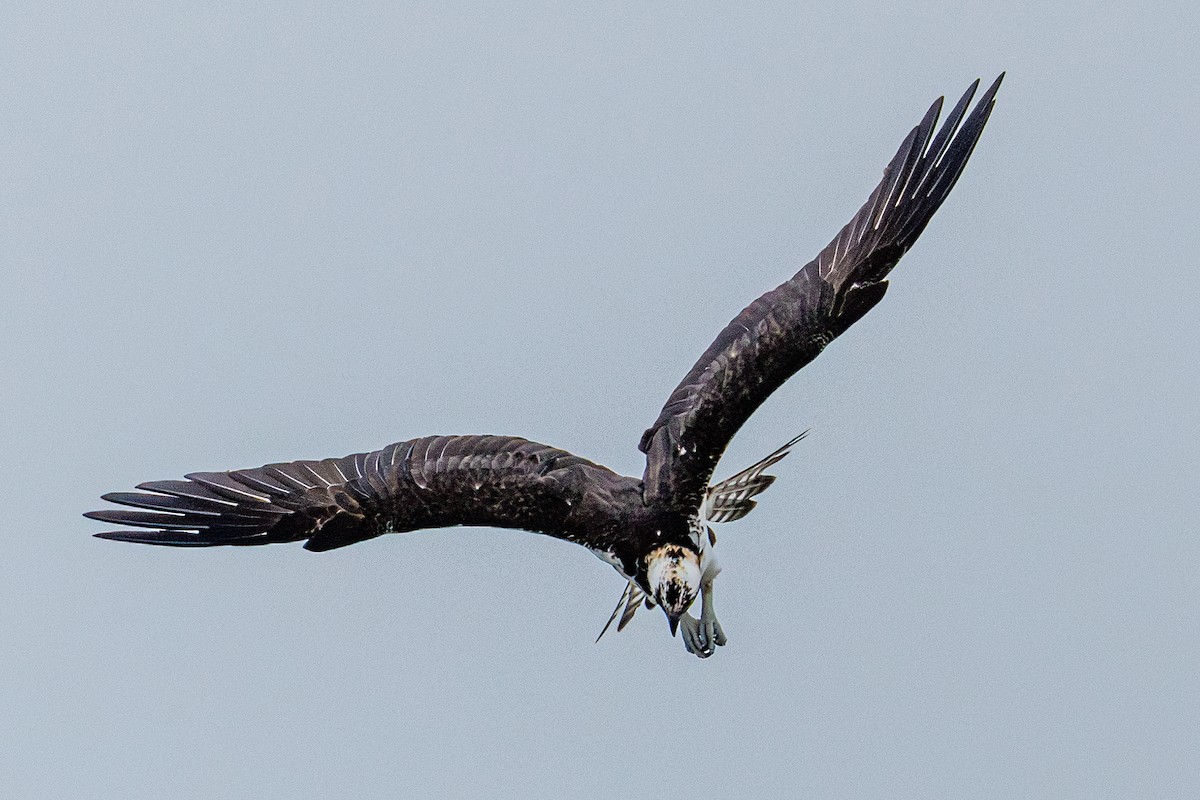 Скопа західна - ML646547450