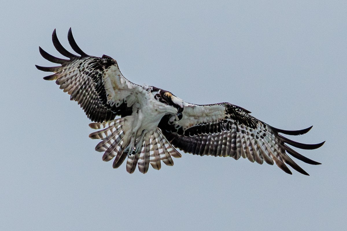 Скопа західна - ML646547451