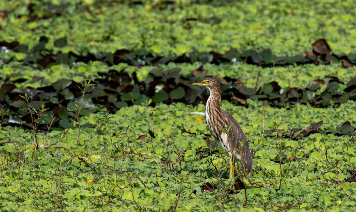 Индийская прудовая цапля - ML646547452