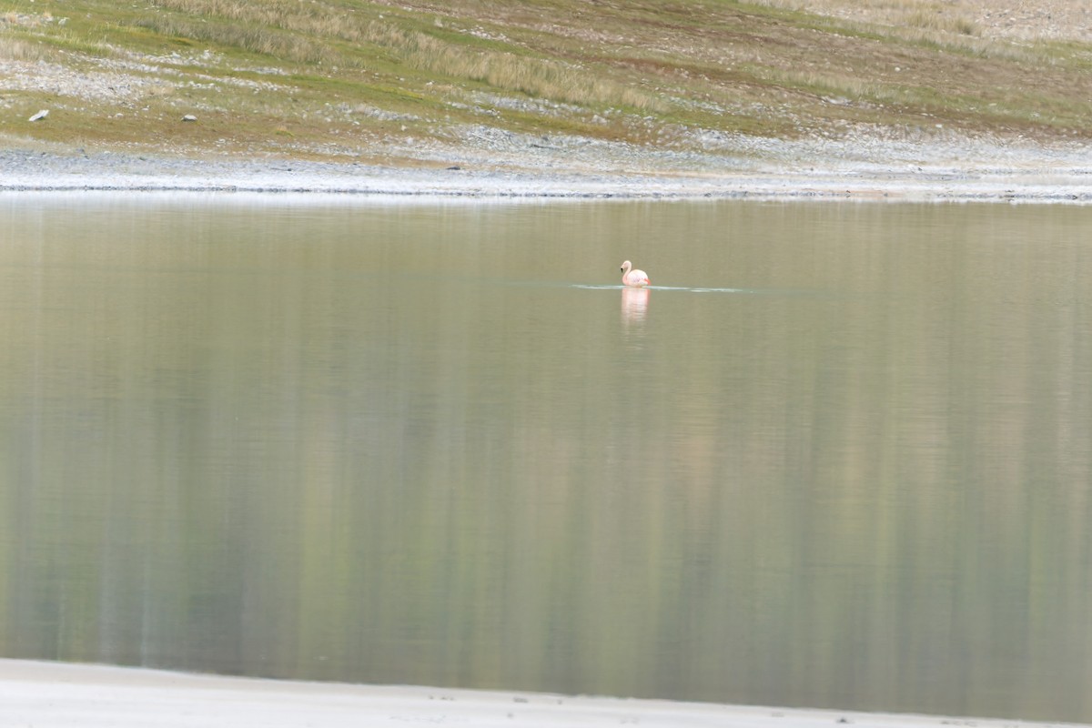 チリーフラミンゴ - ML646547453