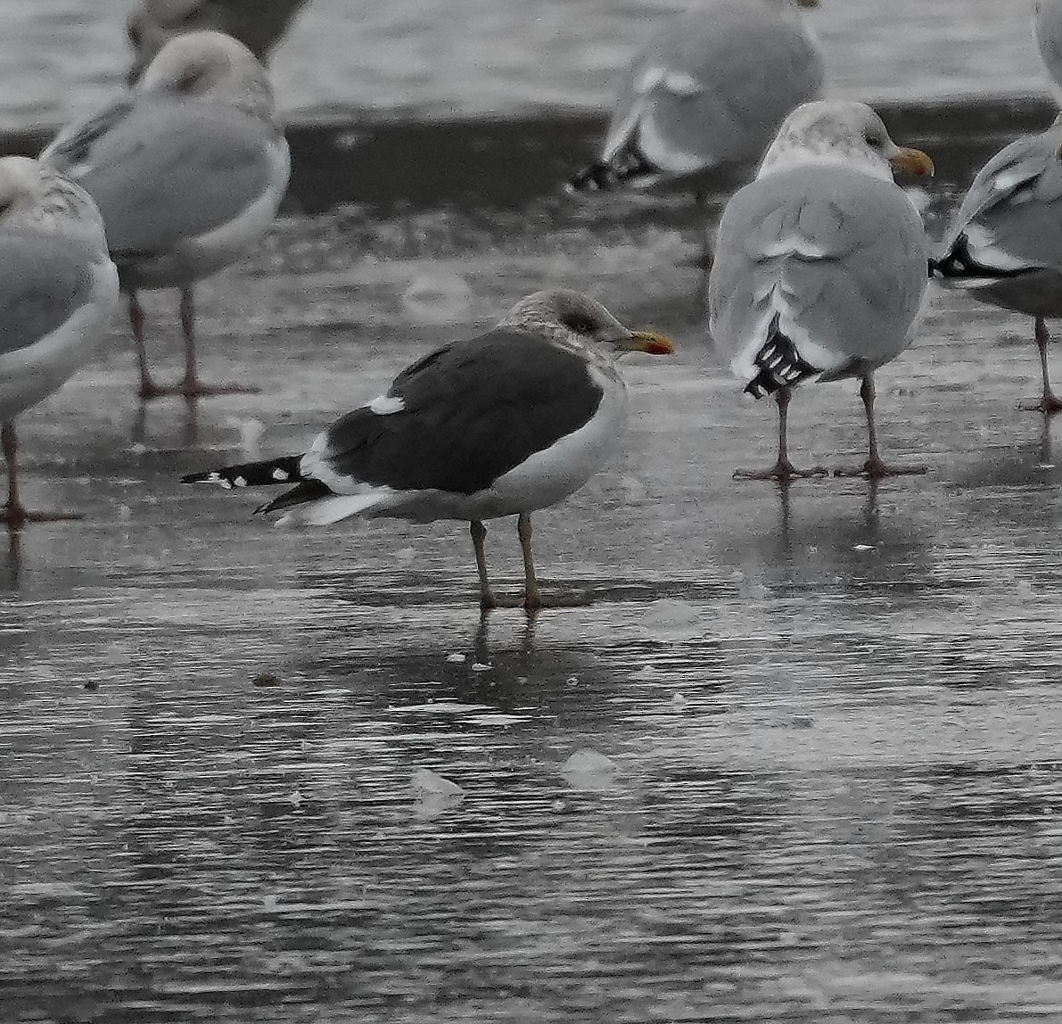 Kara Sırtlı Martı - ML646547454