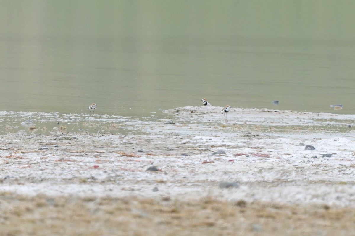 コフタオビチドリ - ML646547455