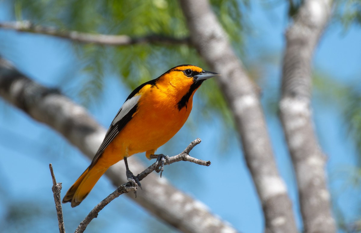 Turpial de Bullock - ML646547456