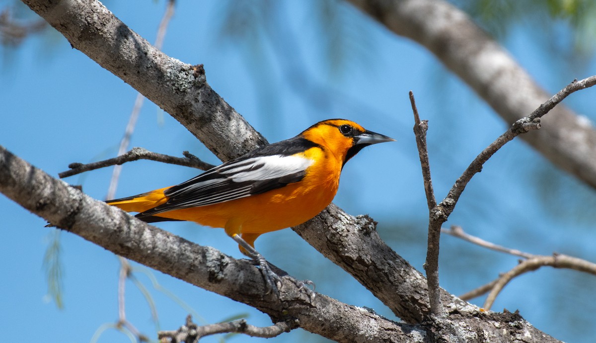 Turpial de Bullock - ML646547457