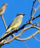 Cassin's Kingbird - ML646547459