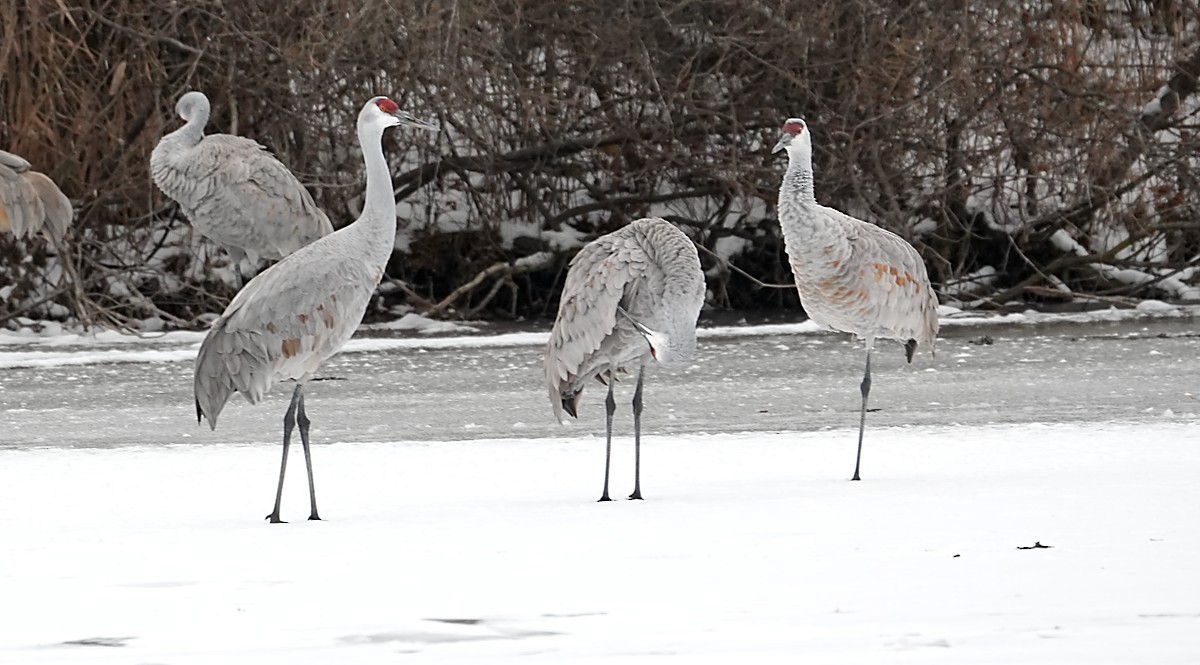 Sandhill Crane - ML646547461